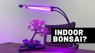 3 Species For Growing Bonsai Trees Indoors  The Bonsai Supply [upl. by Sashenka]