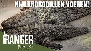 KROKODILLEN VOEREN  Ranger Request [upl. by Ymme]