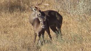 Mating whitetail deer Apareamiento de venado cola blanca [upl. by Maiocco]