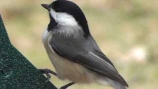 BlackCapped Chickadee  HD MiniDocumentary [upl. by Courtenay509]