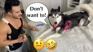 Telling Our Husky To Work Out🤣 SUBTITLES [upl. by Venator]