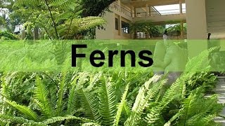 Fern Plants and their Life Cycle seedless vascular updated [upl. by Aihsotal]