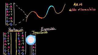 Replicación del ADN transcripción y traducción del ARN  Biología  Khan Academy en Español [upl. by Simpson]