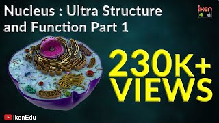 Nucleus Ultra structure and Function  Part 1  CBSE  ICSE  iKen  iKen Edu  iKen App [upl. by Steen554]