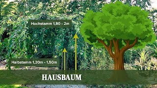 Gartenplanung Hausbaum  Welcher Baum ist der richtige [upl. by Rambow]