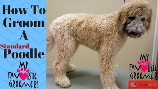 How to Groom Standard Poodle [upl. by Monk260]