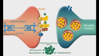 Autonomic Nervous system animation Neuromuscular Junction Blockers [upl. by Eilis622]