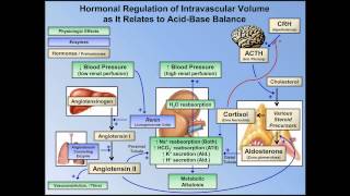 Metabolic Alkalosis ABG Interpretation  Lesson 10 [upl. by Aitahs297]