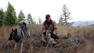 Training Tips Norwegian Elkhound Pups  Osa and Koda [upl. by Duvall]