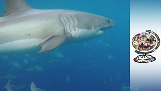 Alarm As Shark Attacks On The Rise In Australia [upl. by Nitsuga]