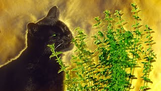 What Happens When Cats Have Catnip  Pets Wild At Heart  BBC Earth [upl. by Siuluj]