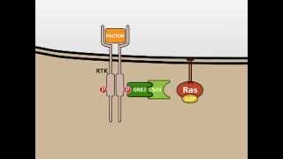 The MAP Kinase MAPK signalling pathway [upl. by Notyard264]