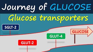 Glucose transporters  Journey of glucose [upl. by Alehcim264]