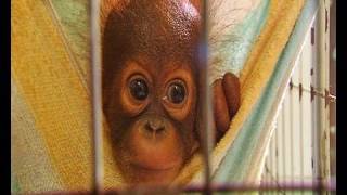 Tiny baby orangutan orphans [upl. by Enylekcaj870]