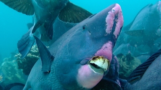 Feeding Humphead Parrotfish  Blue Planet  BBC Earth [upl. by Hellene343]