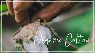 What is organic cotton and why does it matter  Hubbub Investigates [upl. by Sucul356]