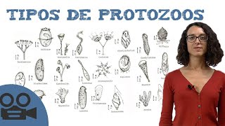 Tipos de protozoos [upl. by Adeuga]