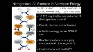 The Nitrogen Cycle and Nitrogenase [upl. by Corliss410]