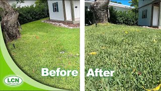 How To Green Up Your Lawn FAST  7 Days for RESULTS [upl. by Madda]