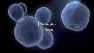 The MAPK Signaling Pathway [upl. by Vittorio]