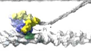 Muscle Myosin [upl. by Jolanta]