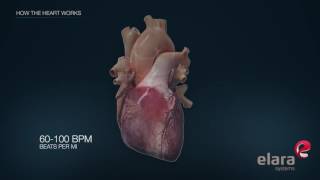 Heart in 3D Animation How the Heart Works [upl. by Sevein]