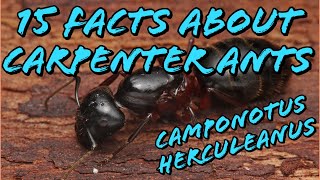 15 Facts About The Carpenter Ant featuring Camponotus Herculeanus [upl. by Miranda]