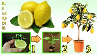 LIMONE TRUCCO INFALLIBILE per far nascere GRATIS un limone in 7 giorni how to grow fig tree limon [upl. by Anole146]