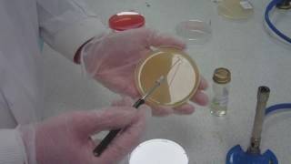 How to streak plating for microbiology take 5 [upl. by Ciprian849]