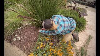 How to Prune Chondropetalum Cape Rush [upl. by Petula209]