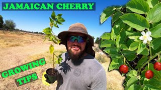 This Fruit Tastes Like Cotton CANDY  Jamaican Cherry [upl. by Perrins]