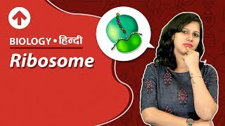 Ribosome  Hindi  Biology [upl. by Sonstrom17]