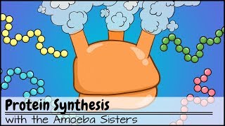 Protein Synthesis Updated [upl. by Ysiad955]