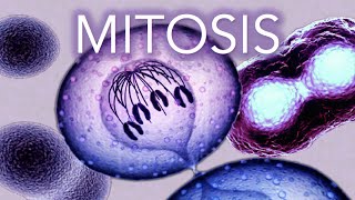 MITOSIS  MADE SUPER EASY  ANIMATION [upl. by Sukhum766]