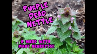 4 BENEFITS OF STINGING NETTLE amp concerns  Everyone should own this [upl. by Sokim]