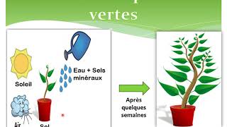 Besoins des plantes vertes  partie 1 EB5 [upl. by Banerjee46]