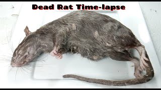 Dead Rat Timelapse [upl. by Atteuqcaj]