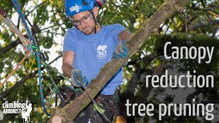 Canopy reduction tree pruning [upl. by Sabanrab]