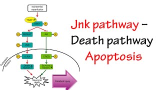 Jnk Pathway [upl. by Damiano617]