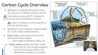 APES Video Notes 14  Carbon Cycle [upl. by Ayik500]