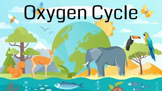 The Oxygen Cycle Explained [upl. by Yllehs]