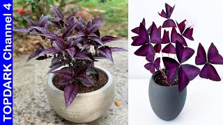 12 Plantas Que Tienen Hojas Moradas [upl. by Colly495]