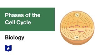 Phases of the Cell Cycle  Biology [upl. by Anaehr]