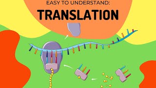 Protein Synthesis Translation [upl. by Llertnek973]