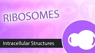 Intracellular Structures Ribosomes [upl. by Nivek]