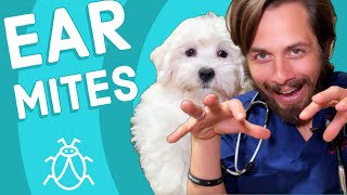 Ear Mites in Dogs [upl. by Yumuk]