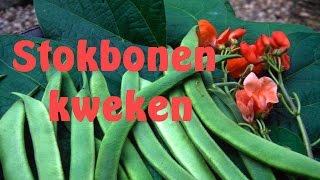 Bonen kweken stokbonen zaaienmov [upl. by Disraeli749]