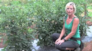 Pruning and Staking Tomatoes  Perfect Techniques [upl. by Annej]