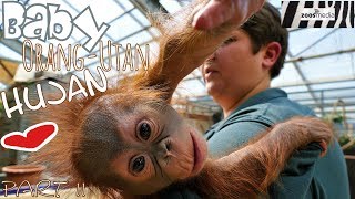 BABY OrangUtan HUJAN 😍 im ZOO KREFELD  zoosmedia [upl. by Peirsen52]