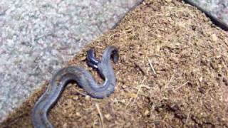 Red Bellied snake giving birth [upl. by Hoopes]